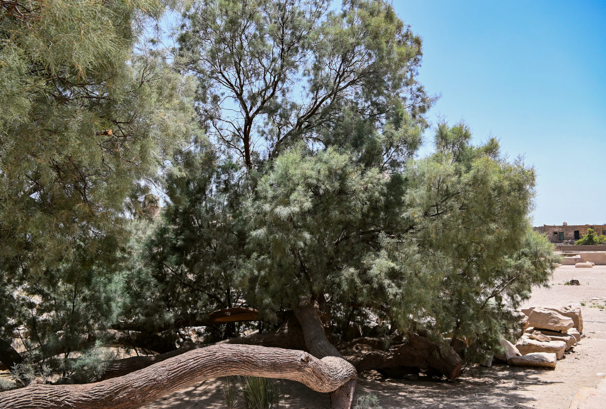 Image of Casuarina equisetifolia specimen.