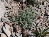 Oxytropis anaulgensis