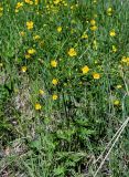 Ranunculus grandifolius. Цветущее растение. Хакасия, Орджоникидзевский р-н, долина р. Сарала, луг. 09.06.2022.