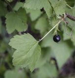 Ribes nigrum