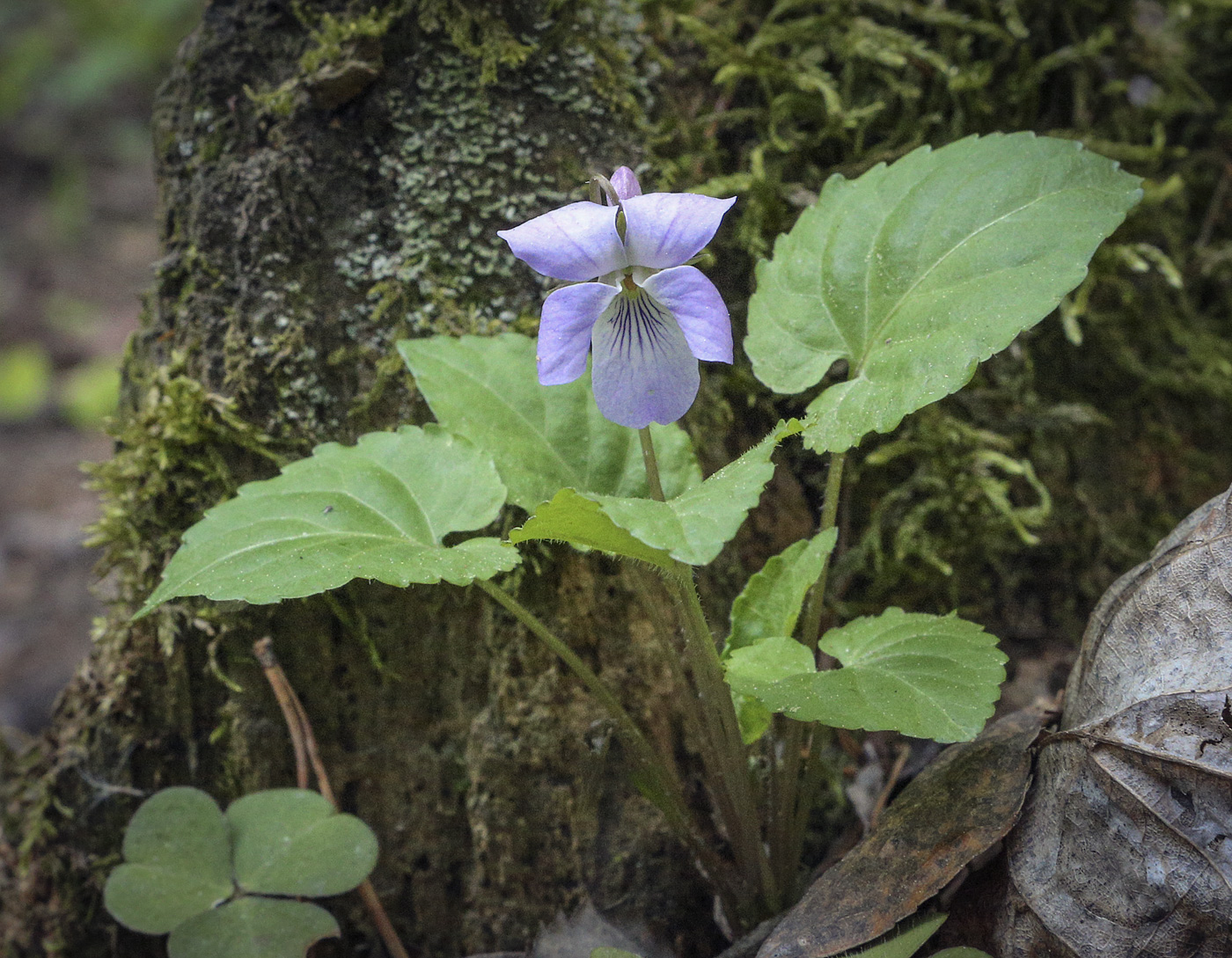Image of Viola selkirkii specimen.