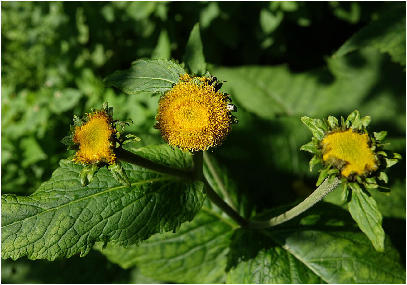 Изображение особи Telekia speciosa.