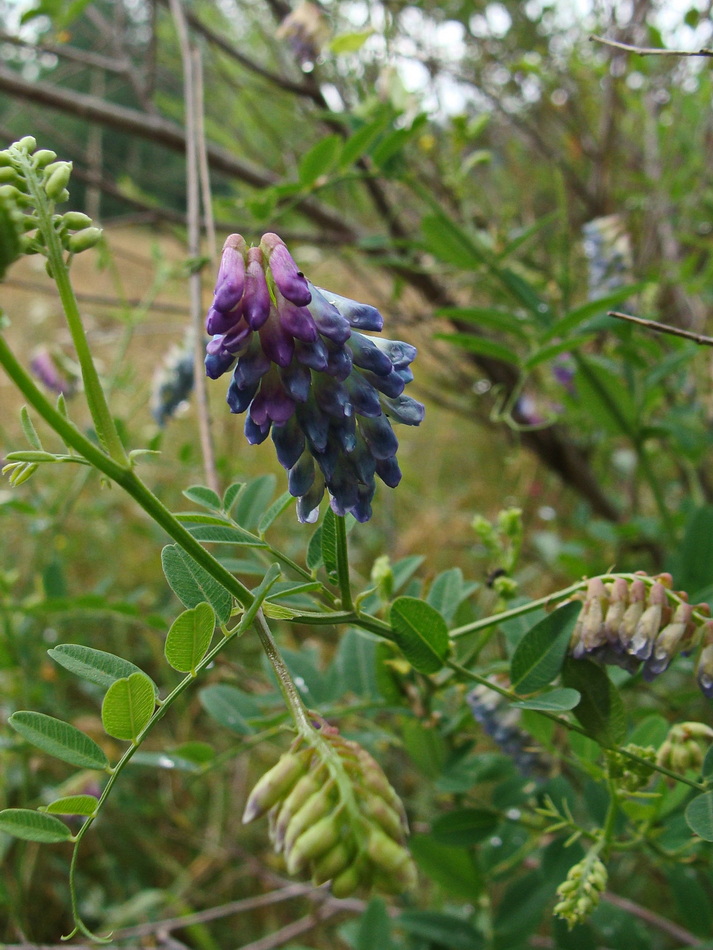 Изображение особи Vicia amurensis.