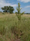 Rumex crispus. Плодоносящее растение. Краснодарский край, Темрюкский р-н, гора Дубовый Рынок, разнотравно-злаковый луг. 17.06.2017.