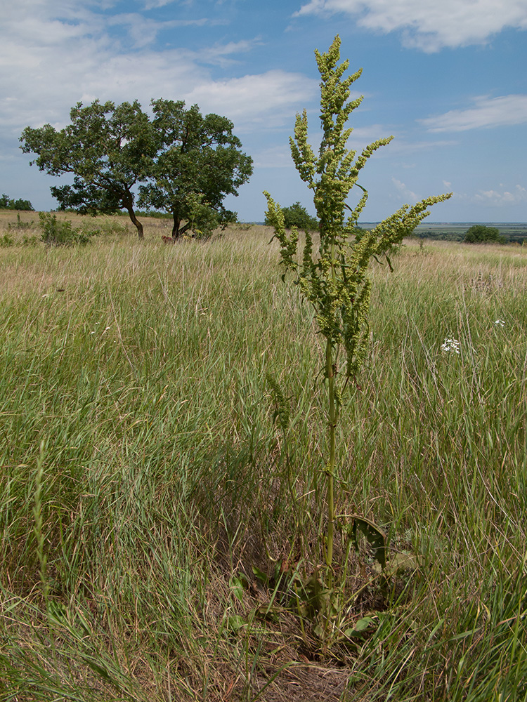 Изображение особи Rumex crispus.