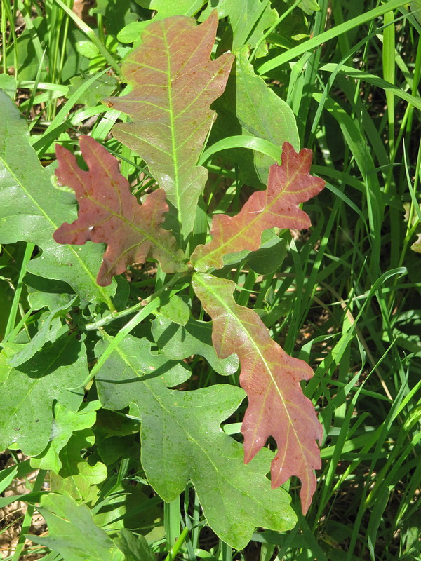 Изображение особи Quercus robur.