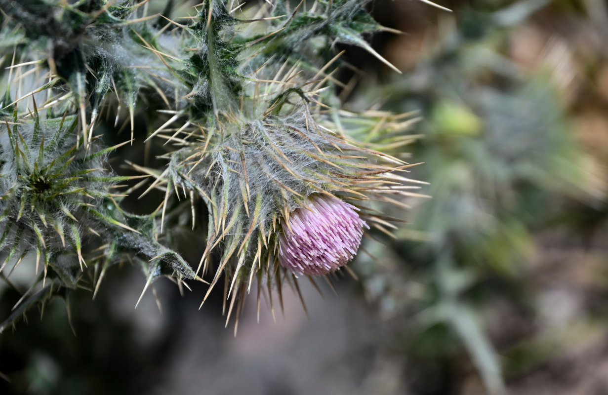 Изображение особи Cirsium semenowii.