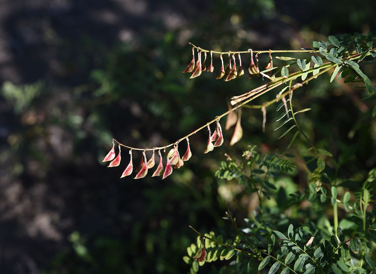 Image of Astragalus galegiformis specimen.