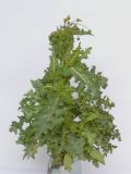 Sonchus asper