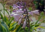 genus Hosta. Соцветие. Московская обл., Раменский р-н, окр. дер. Хрипань, садовый участок. 30.07.2023.