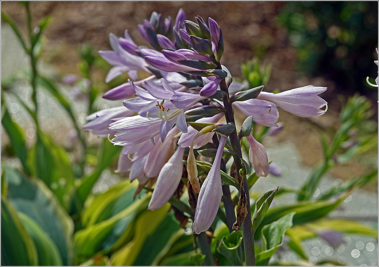 Image of genus Hosta specimen.