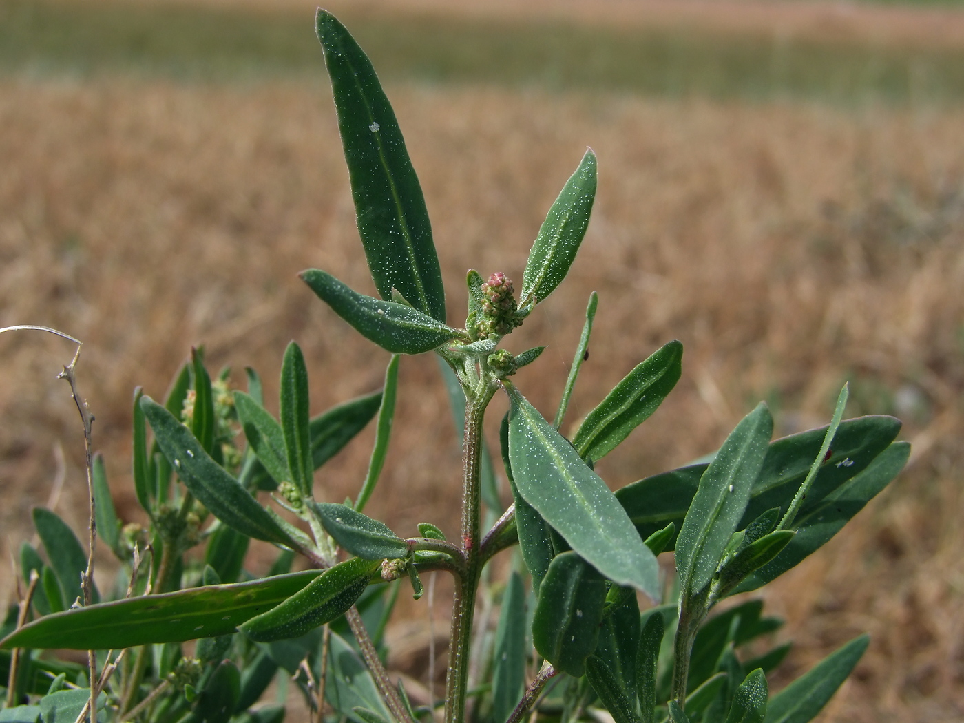 Image of Atriplex gmelinii specimen.