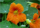 Tropaeolum majus. Цветок с каплями дождя и паучком, бутоны и листья. Московская обл., Раменский р-н, окр. дер. Хрипань, садовый участок. 12.08.2023.