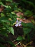 Epilobium montanum. Цветок и бутон. Челябинская обл., Златоустовский гор. округ, национальный парк \"Таганай\", приют «Белый ключ», лес. 7 июля 2023 г.