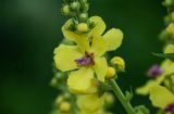 Verbascum pyramidatum