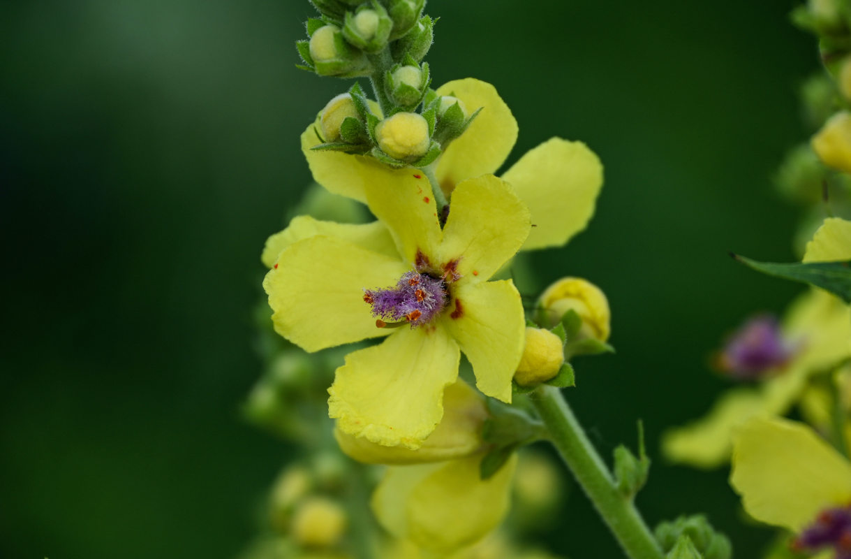 Изображение особи Verbascum pyramidatum.