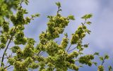 Ulmus minor. Верхушки ветвей с плодами и молодыми листьями. Дагестан, Гунибский р-н, с. Гуниб, Гунибская крепость, ≈ 1500 м н.у.м., осыпающийся склон. 03.05.2022.
