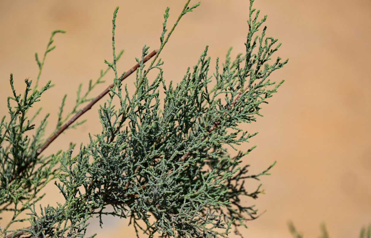 Image of genus Tamarix specimen.