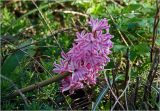 Hyacinthus orientalis. Соцветие. Московская обл., Раменский р-н, окр. дер. Хрипань, садовый участок. 29.04.2024.