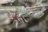 Centaurea solstitialis