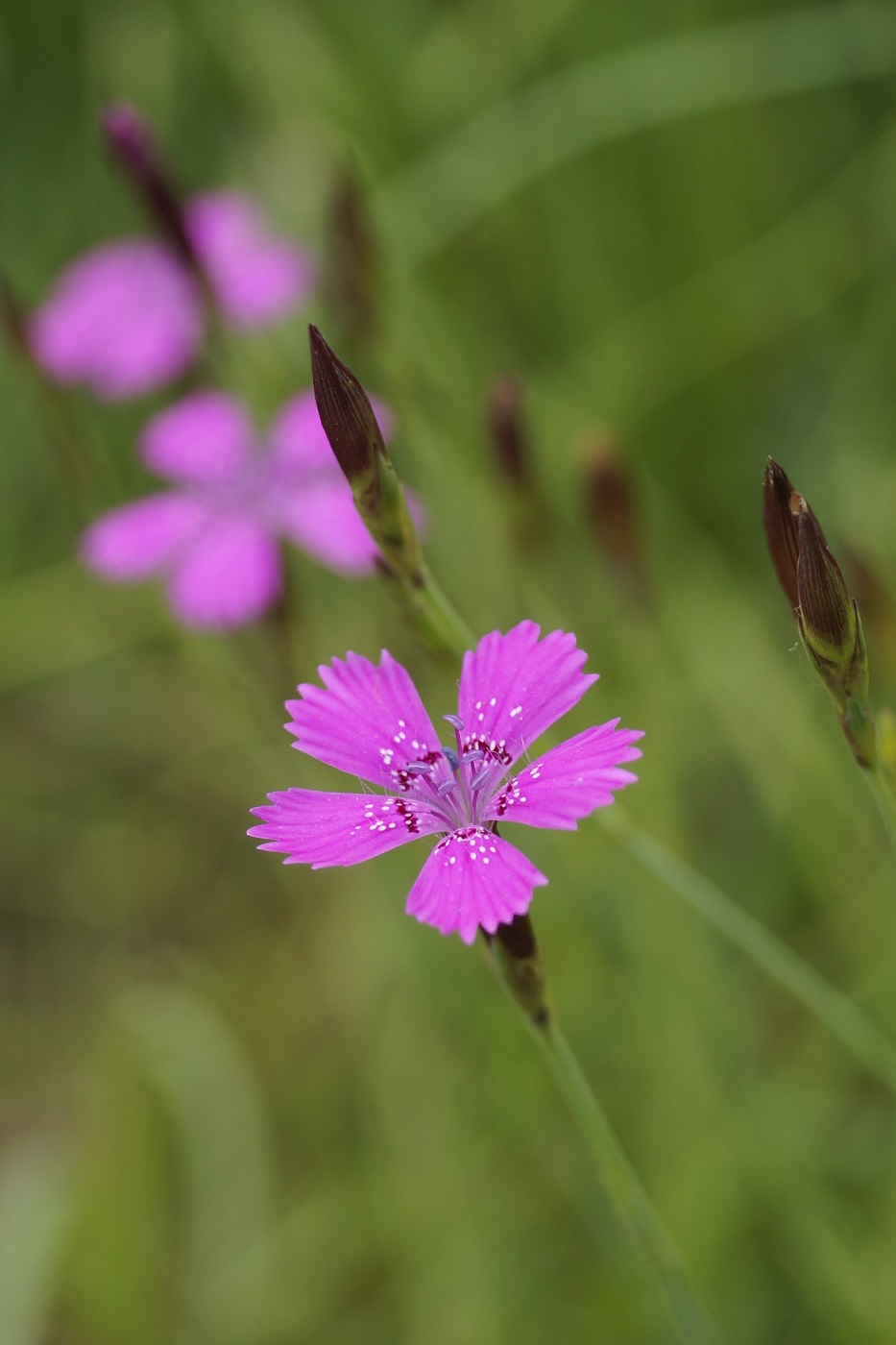 Изображение особи Dianthus deltoides.