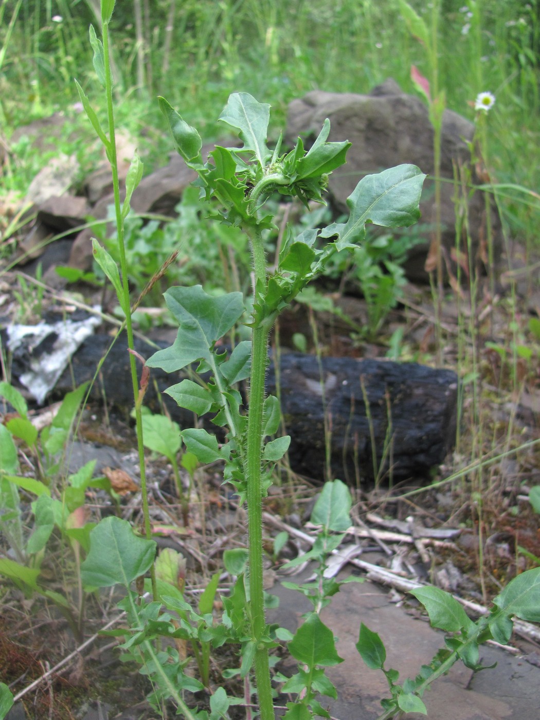 Изображение особи семейство Asteraceae.