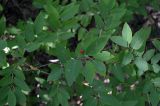 Lonicera tatarica