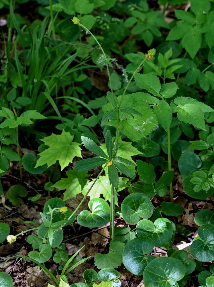 Изображение особи Ranunculus cassubicus.