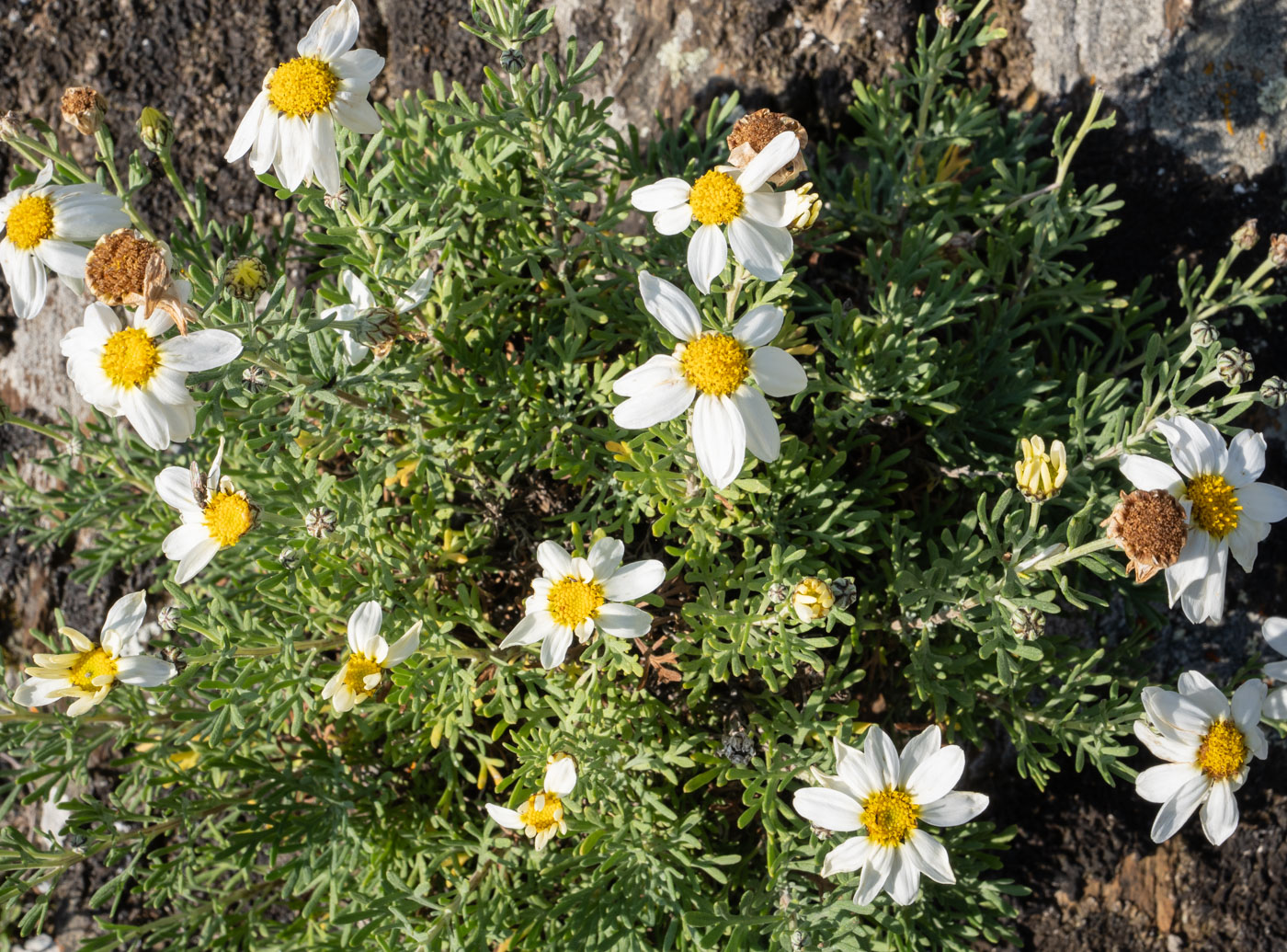Image of Brachanthemum baranovii specimen.