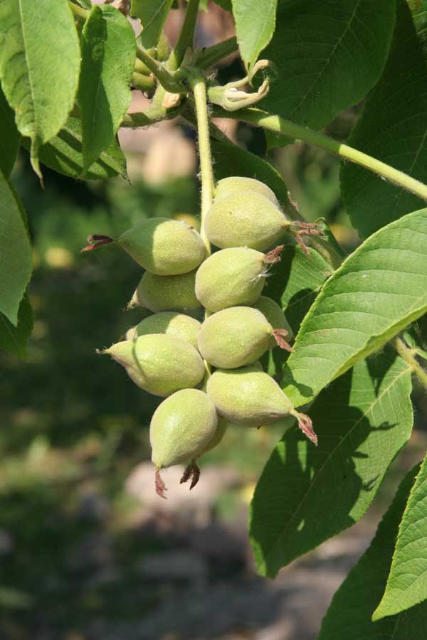 Image of Juglans mandshurica specimen.