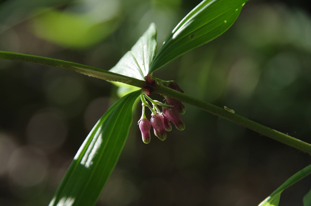 Image of Polygonatum cirrhifolium specimen.
