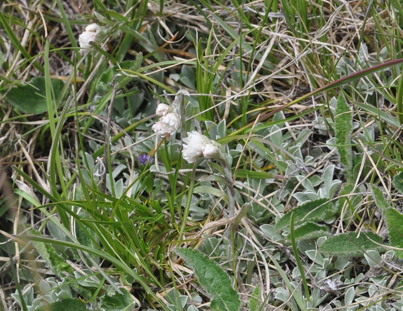 Image of Antennaria caucasica specimen.