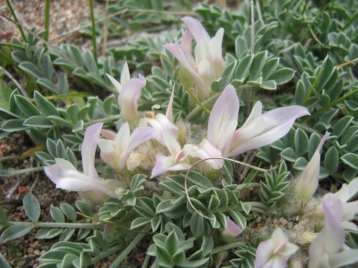 Image of Astragalus projecturus specimen.