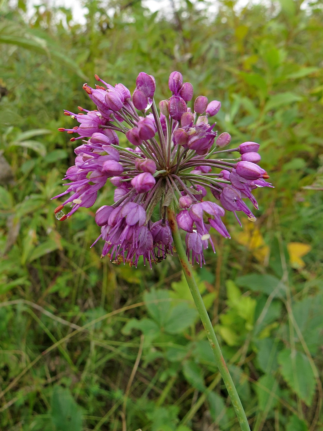 Image of Allium sacculiferum specimen.