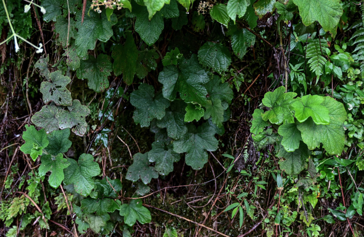 Image of Rubus formosensis specimen.