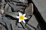 Tulipa regelii