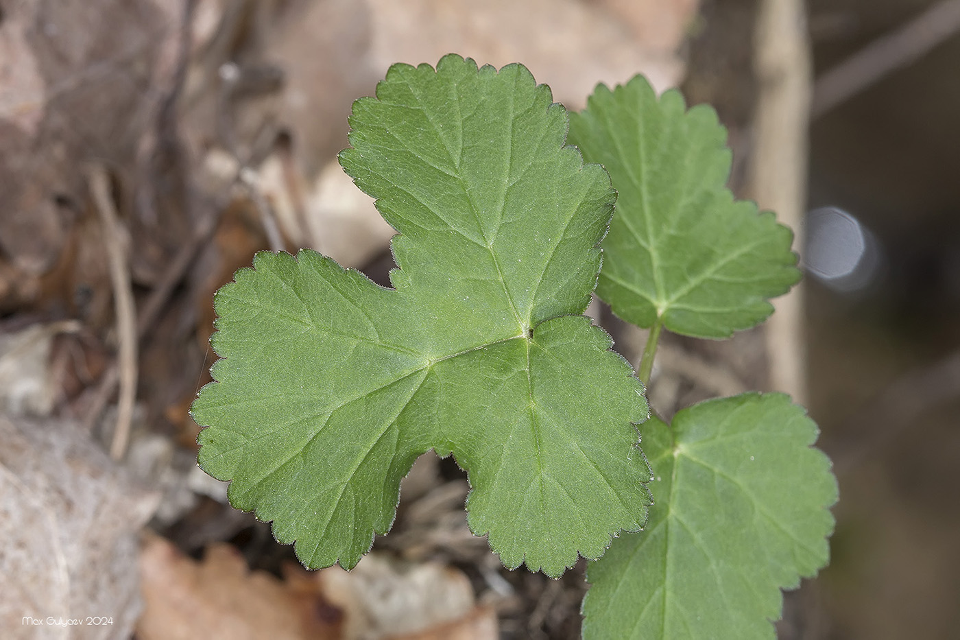 Изображение особи Heracleum sibiricum.