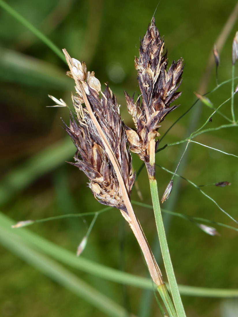 Изображение особи Carex melanantha.