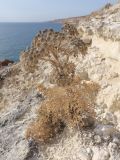 Seseli gummiferum