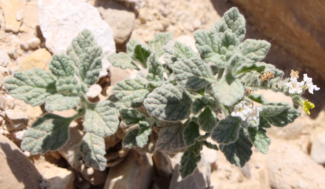 Image of Heliotropium arbainense specimen.