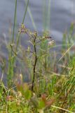 Pedicularis palustris