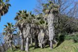 Washingtonia filifera. Вегетирующие растения. Краснодарский край, Сочи, Хостинский р-н, парк \"Дендрарий\", в культуре. 13.03.2025.