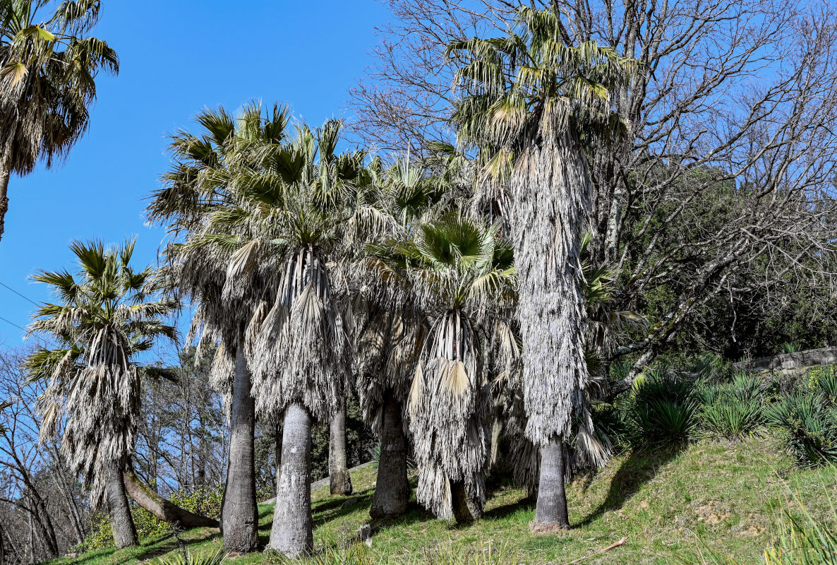 Изображение особи Washingtonia filifera.