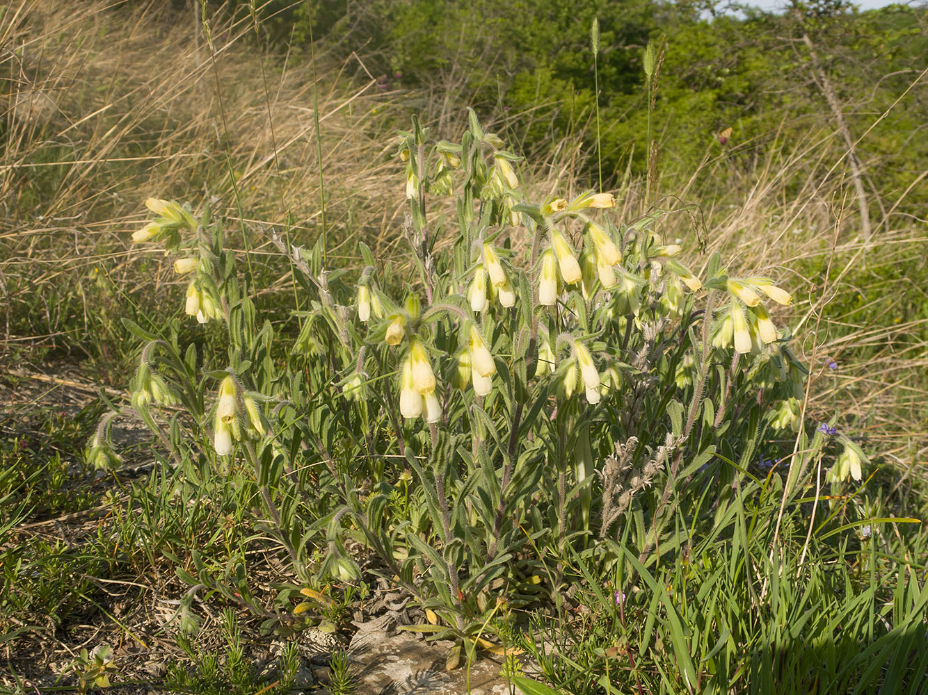 Image of Onosma montana specimen.