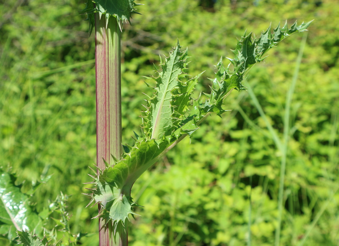 Изображение особи Sonchus asper.