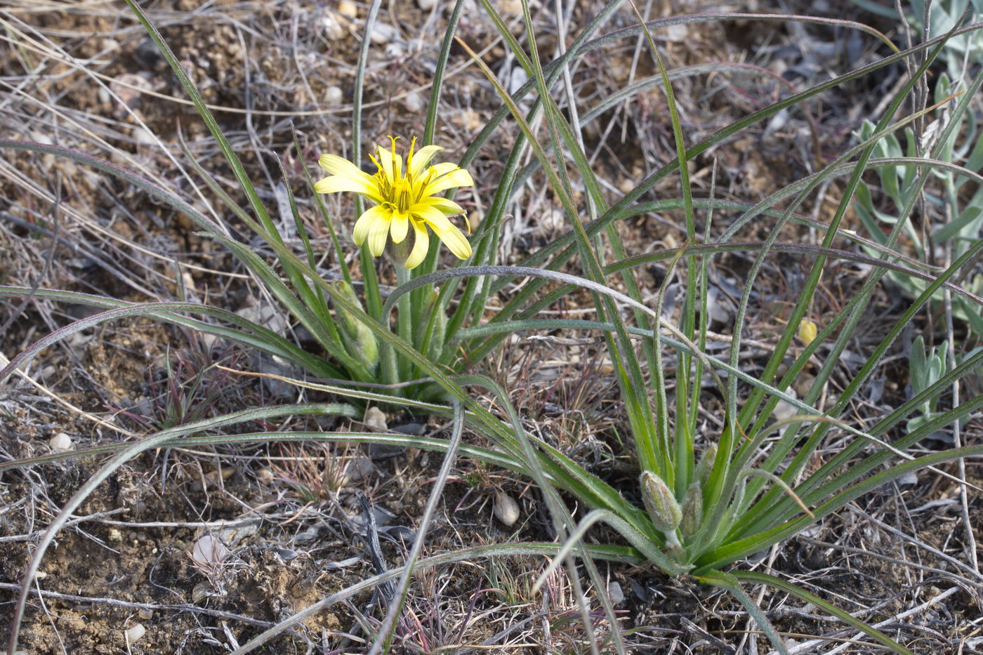 Image of genus Scorzonera specimen.