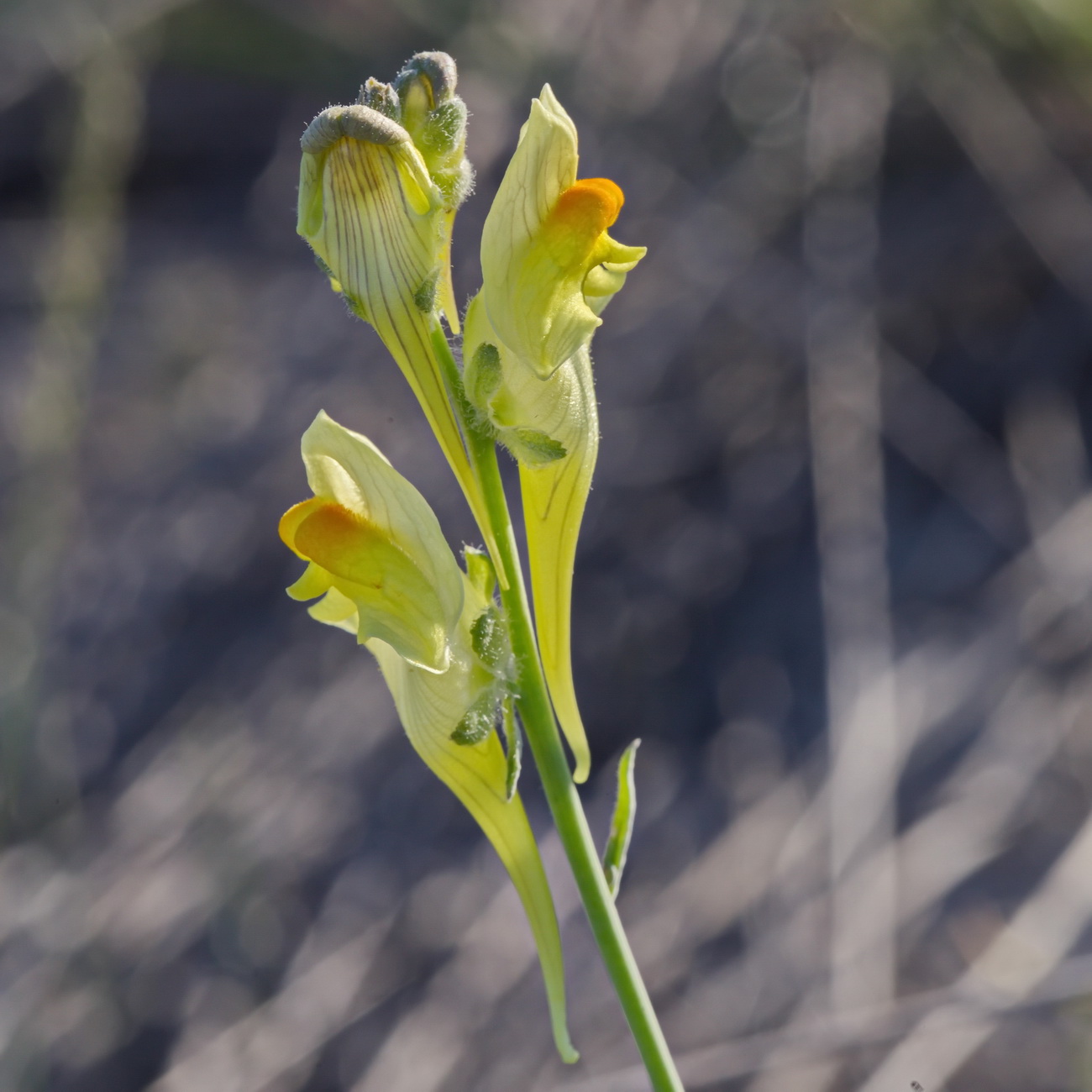 Image of genus Linaria specimen.