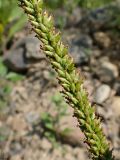 Plantago depressa. Часть соплодия. Хабаровский край, г. Комсомольск-на-Амуре, обочина грунтовой дороги. 26.06.2025.