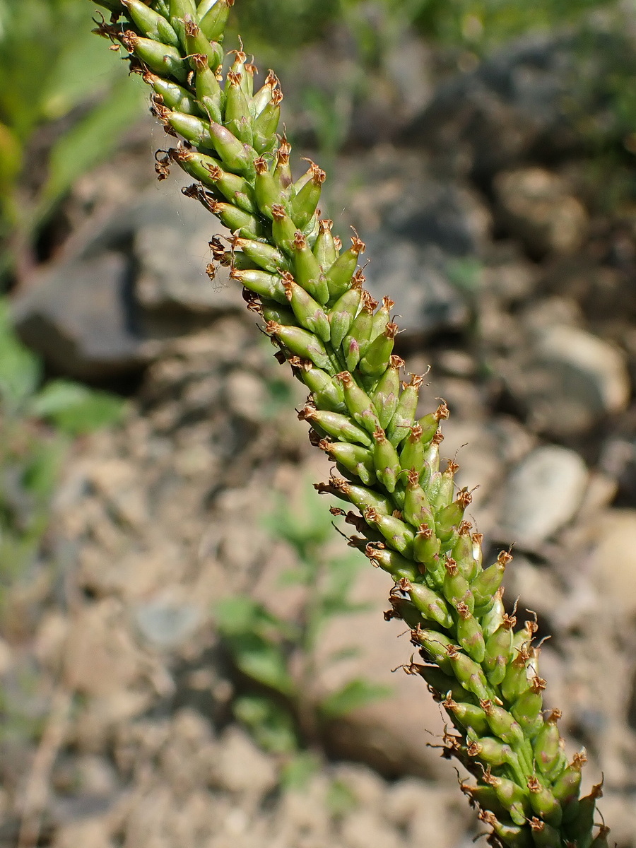 Изображение особи Plantago depressa.