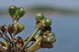 Allium ochotense. Плоды. Приморский край, Владивостокский ГО, о. Клыкова, терраса над каменистой береговой полосой. 07.07.2025.